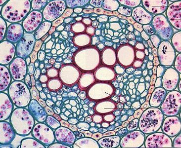 Cross section of a dicot root showing tissue organization