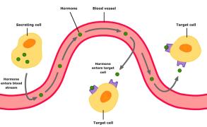 Hormone signaling pathway