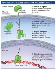 Lipid-insoluble signal processing