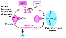 Phosphorylation mechanism