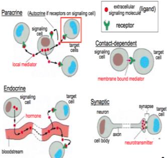 Types of cell signaling: paracrine, contact-dependent, endocrine, synaptic
