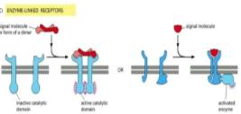 Enzyme-linked receptor mechanism