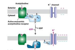 G-protein regulation of K+ channel