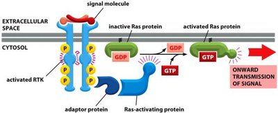 Ras pathway mechanism