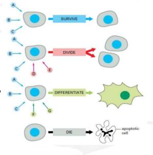 Cell signaling outcomes: survive, divide, differentiate, die