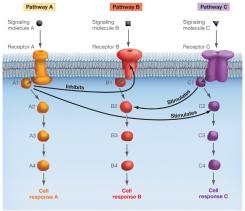 Crosstalk between signaling pathways