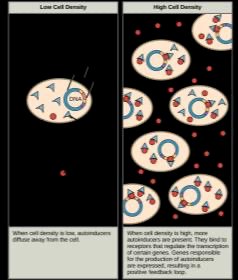 Quorum sensing in bacteria