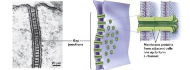 Gap junctions in animal cells