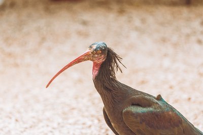 Northern bald ibis, a threatened bird species