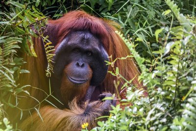 Bornean orangutan, a threatened mammal species