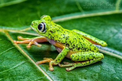 Lemur leaf frog, a threatened amphibian species