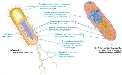 Prokaryotic cell diagram