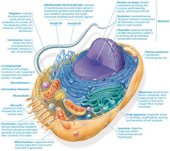 Eukaryotic cell diagram