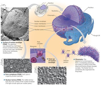 Structure of the nucleus
