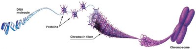 Chromatin and chromosome structure