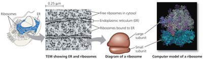 Ribosome structure and location