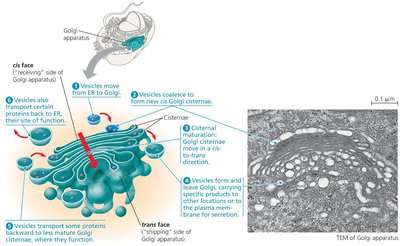 Structure and function of Golgi apparatus