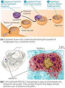 Lysosome function in phagocytosis