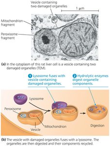Lysosome function in autophagy