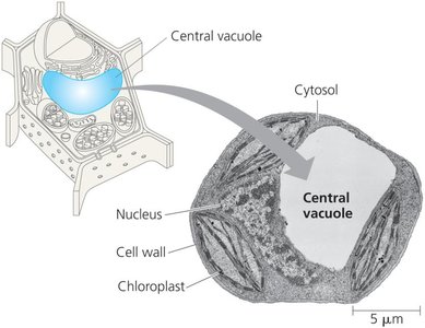 Central vacuole in plant cell