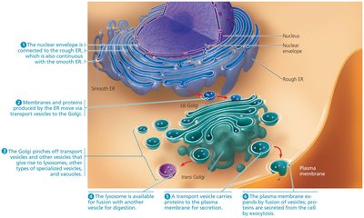 Relationships among endomembrane organelles