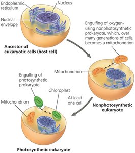Endosymbiont theory diagram