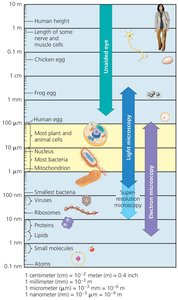Cell size and microscopy