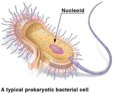 Prokaryotic cell structure