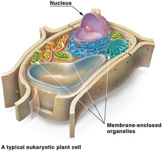 Eukaryotic cell structure