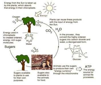 Photosynthesis and energy flow