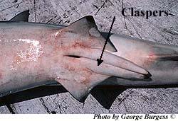 Shark with claspers for internal fertilization