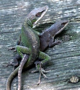 Anolis lizard reproduction