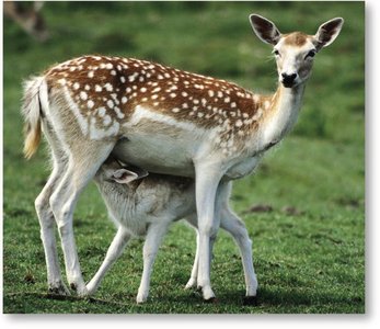 Eutherian mammal (deer) nursing young