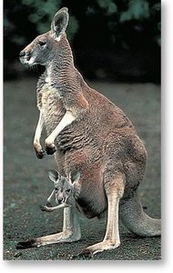 Marsupial (kangaroo) with young in pouch