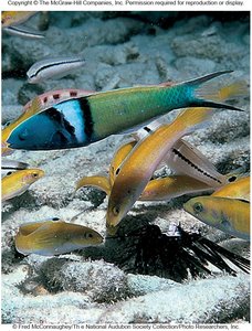 Bluehead wrasse among females