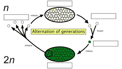 Alternation of generations diagram