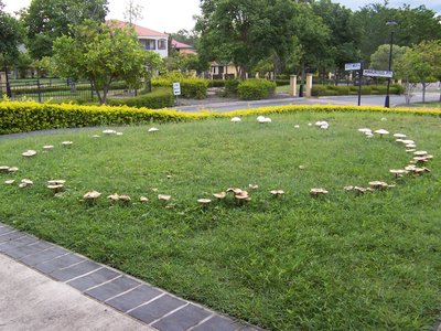Fairy ring in grassland