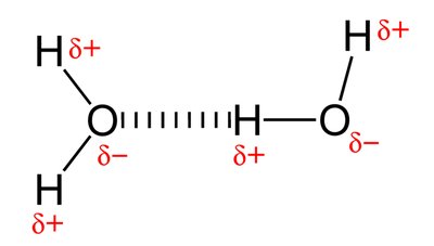 Hydrogen bond examples: water, ammonia, hydrogen fluoride, methanol