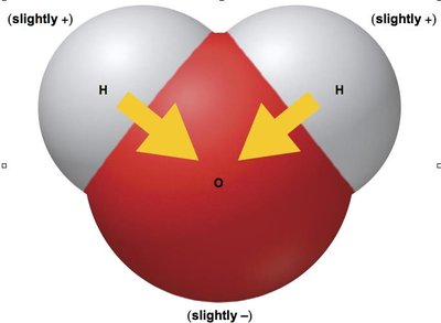 Space-filling model of water showing partial charges