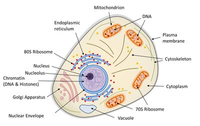 Organelles of the cell