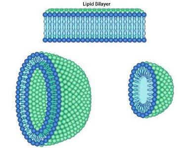 Lipid bilayer vesicle formation