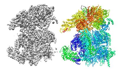 Cryo-electron microscopy of ribosome