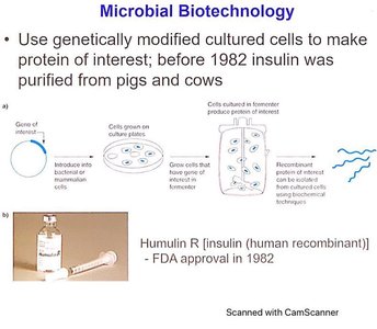 Diagram of recombinant protein production and Humulin R insulin