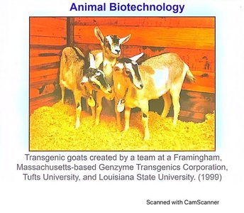 Transgenic goats used for protein production