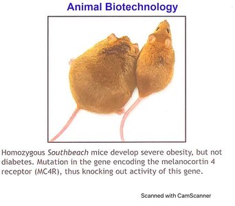 Southbeach mice with MC4R gene knockout
