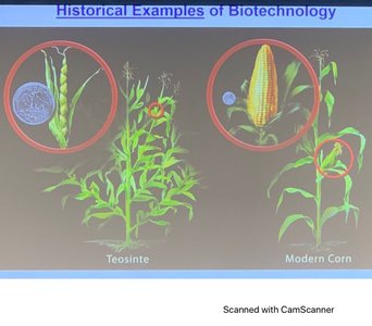 Comparison of teosinte and modern corn
