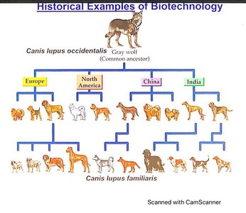 Evolutionary tree from gray wolf to modern dog breeds