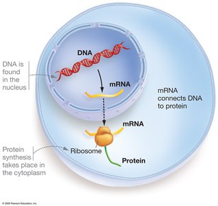 mRNA connects DNA to protein synthesis