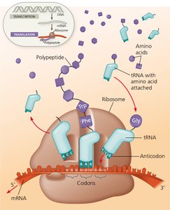 Diagram of translation showing ribosome, tRNA, mRNA, and polypeptide synthesis