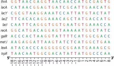 Sequence alignment of ribosome binding sites
